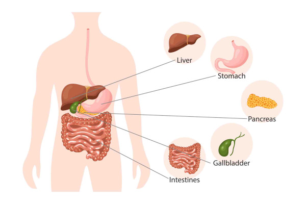 Anatomy of the digestive system Illustration of the anatomy of the digestive system — the liver, stomach, pancreas, gallbladder and intestines (bowel).