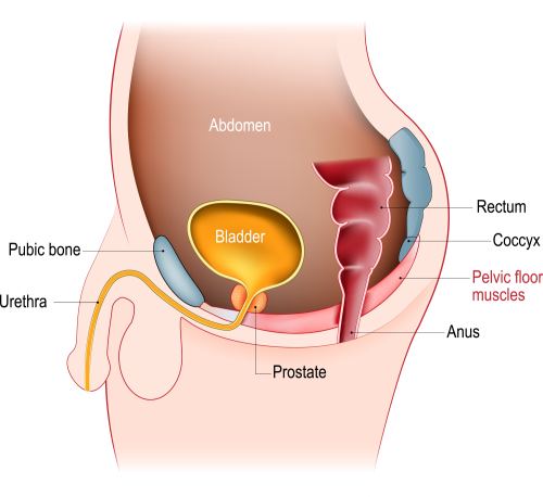 Illustration showing male pelvic organs supported by pelvic floor muscles. 